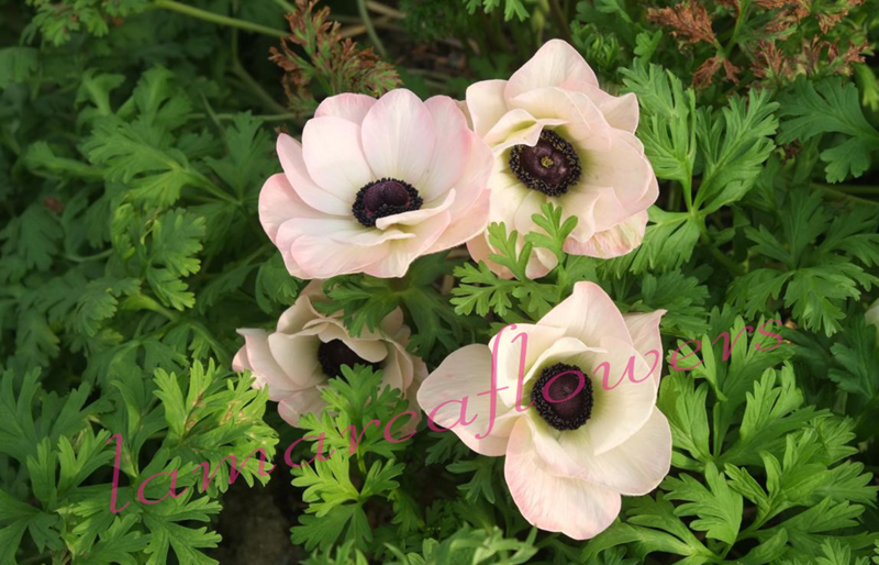 Anemones Mistral Plus Edge Pink new