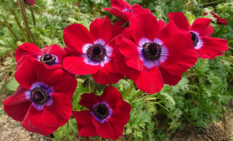 Anemones Mistral Plus Red