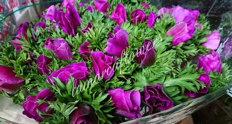 Bouquet Anemones