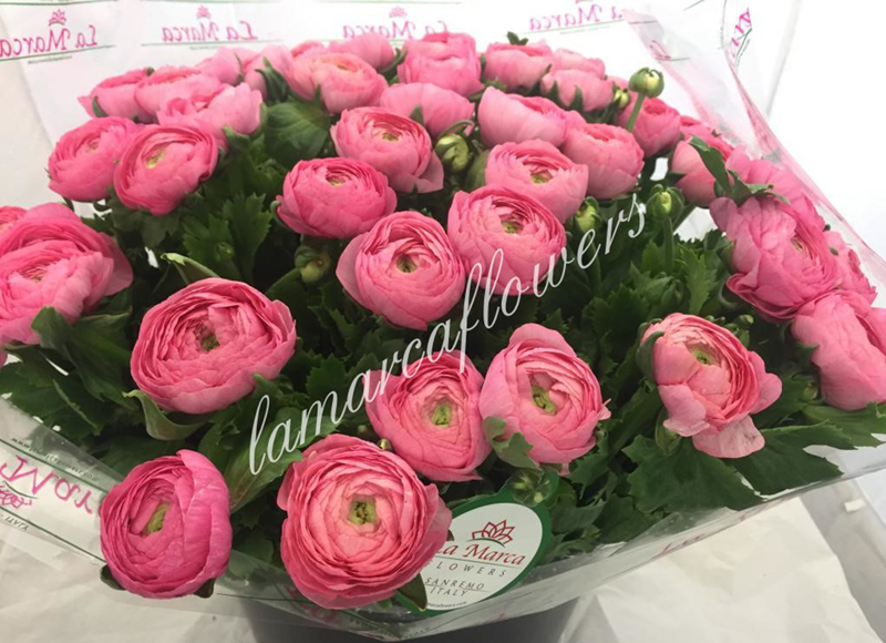 Bouquet Ranunculus