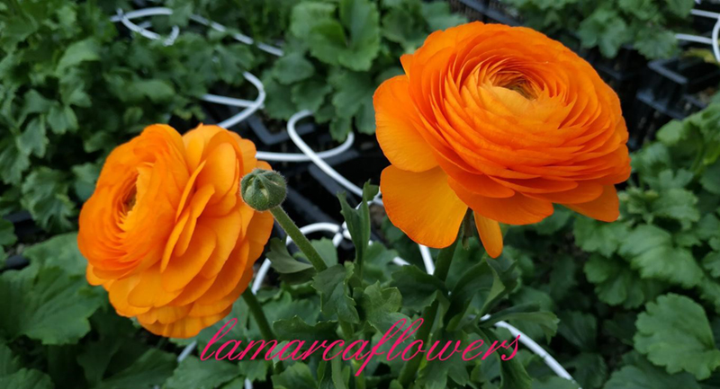 Ranunculus Clone Lambada