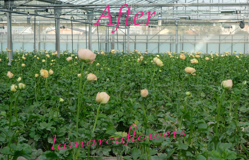 Flowering Ranunculus after flood