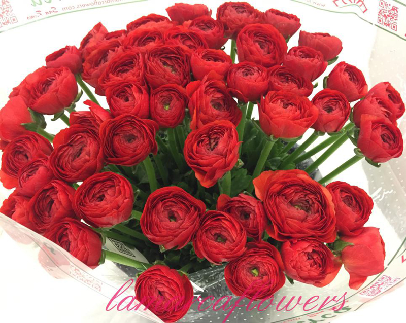 Ranuncolo Clone Red bouquet