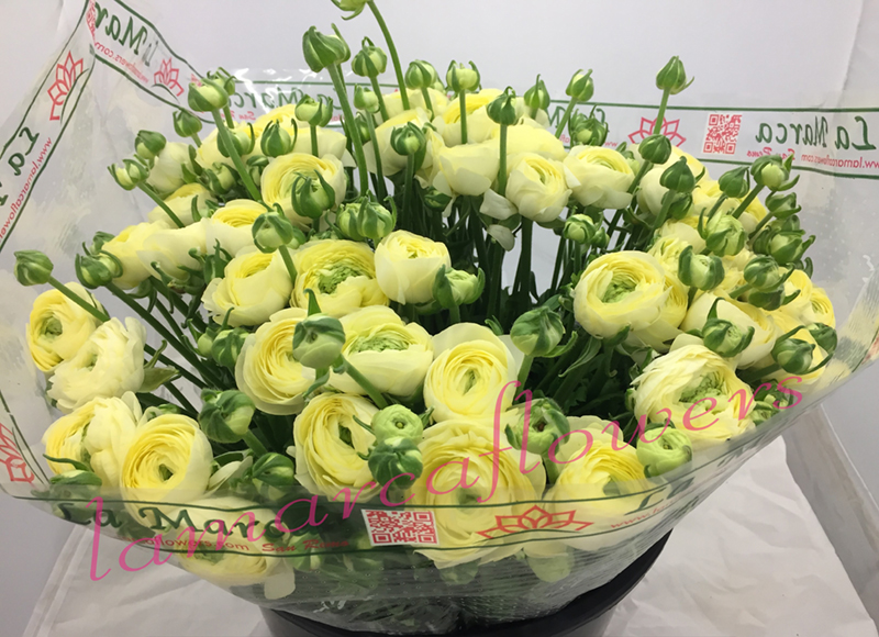 Ranunculus packaging biodegradable